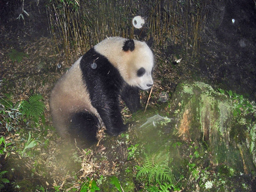 Giant Panda (Ailuropoda melanoleuca) captured in Wang Lang NR, Sichuan. WWF / Peking University: © WWF China/Wang Lang NR/Peking University / WWF-Canon